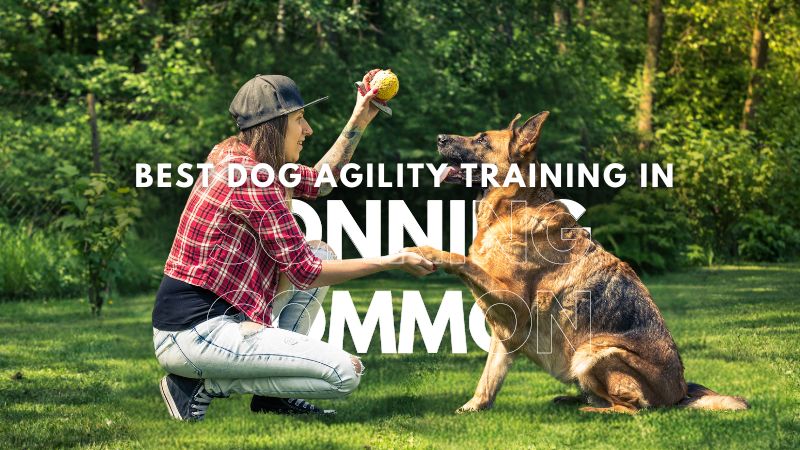 Best Dog Agility Training in Sonning Common