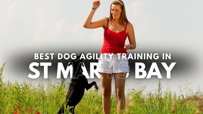 Best Dog Agility Training in St Marys Bay