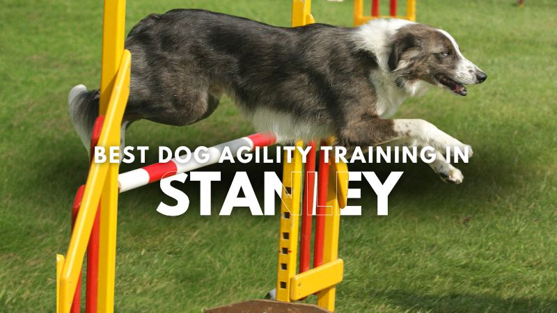 Best Dog Agility Training in Stanley