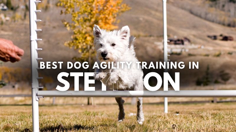 Best Dog Agility Training in Steynton
