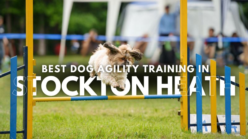 Best Dog Agility Training in Stockton Heath