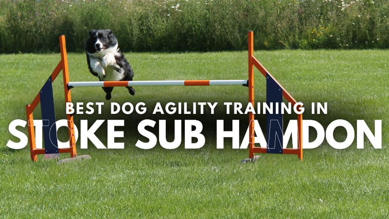 Best Dog Agility Training in Stoke Sub Hamdon
