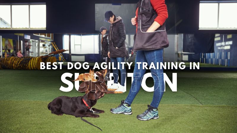 Best Dog Agility Training in Surbiton