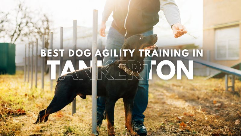 Best Dog Agility Training in Tankerton
