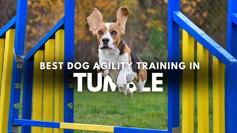 Best Dog Agility Training in Tumble