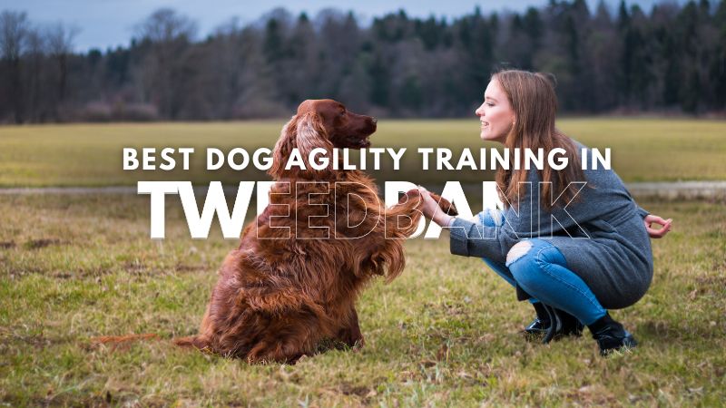 Best Dog Agility Training in Tweedbank