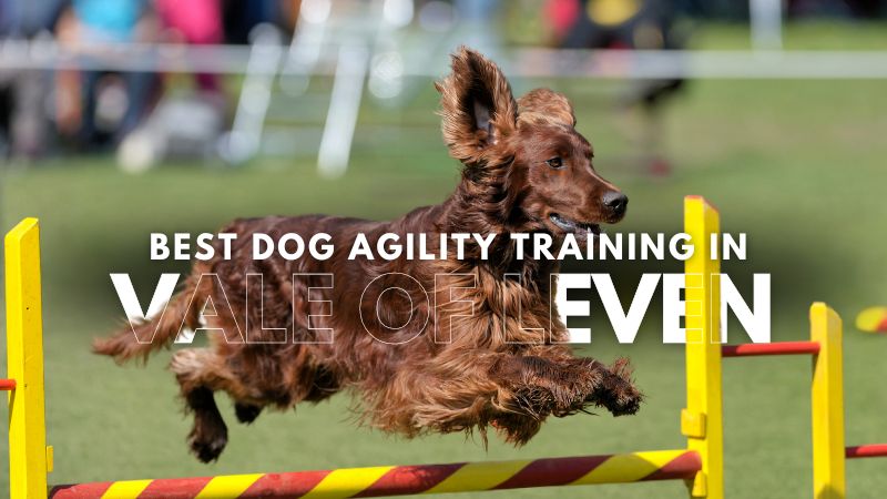 Best Dog Agility Training in Vale Of Leven