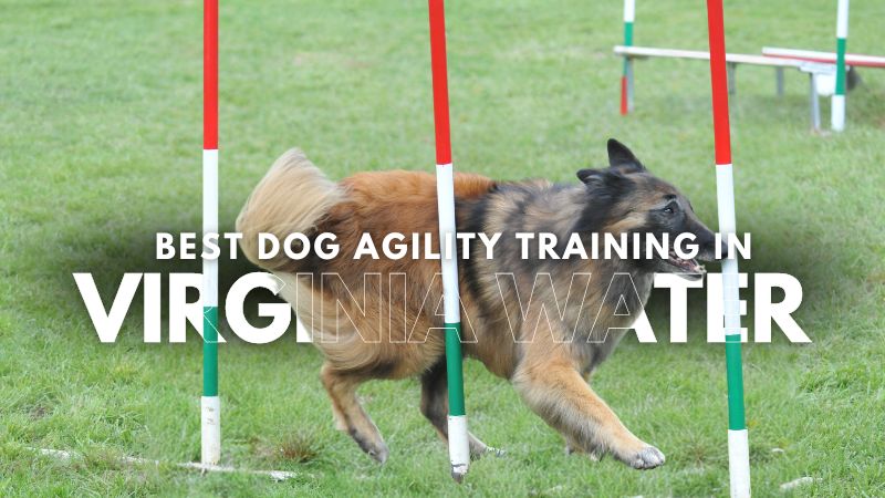 Best Dog Agility Training in Virginia Water