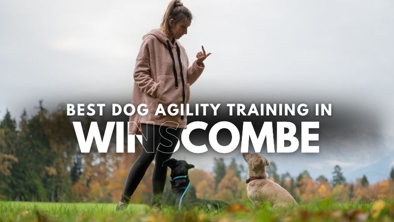 Best Dog Agility Training in Winscombe
