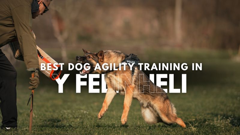 Best Dog Agility Training in Y Felinheli