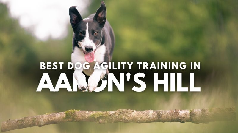 Best Dog Agility Training in Aaron's Hill