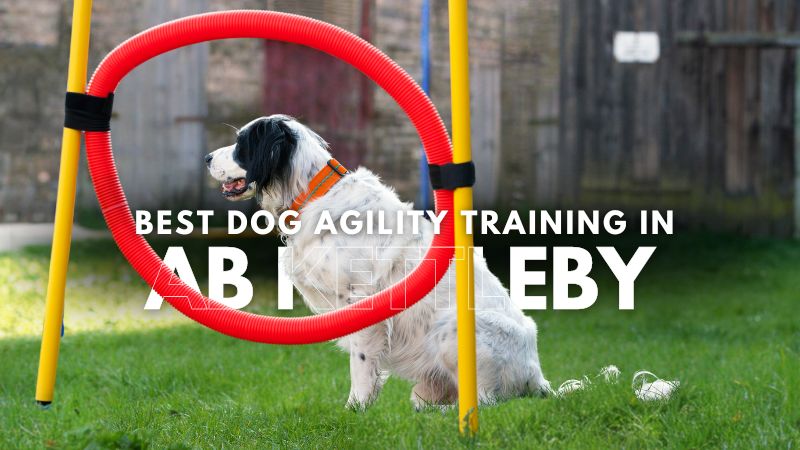 Best Dog Agility Training in Ab Kettleby
