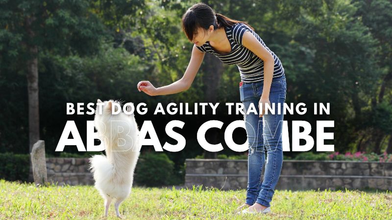 Best Dog Agility Training in Abbas Combe