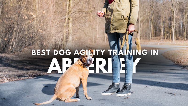 Best Dog Agility Training in Abberley