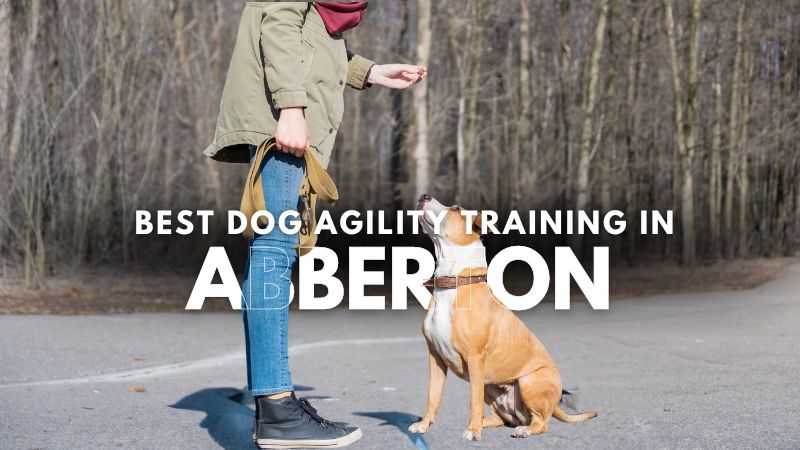 Best Dog Agility Training in Abberton