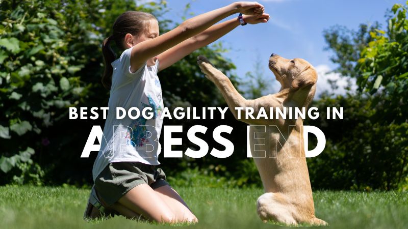 Best Dog Agility Training in Abbess End