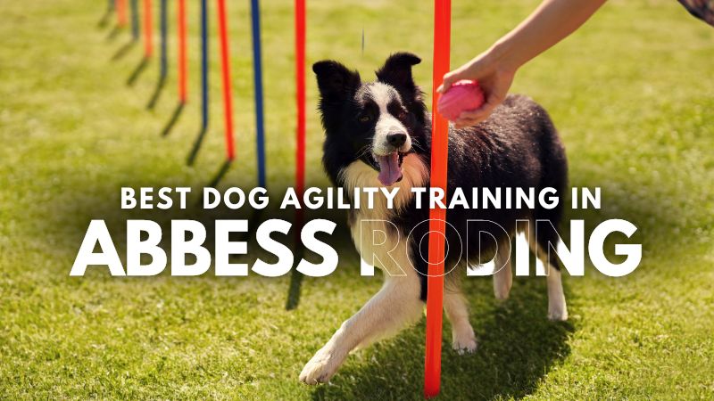 Best Dog Agility Training in Abbess Roding