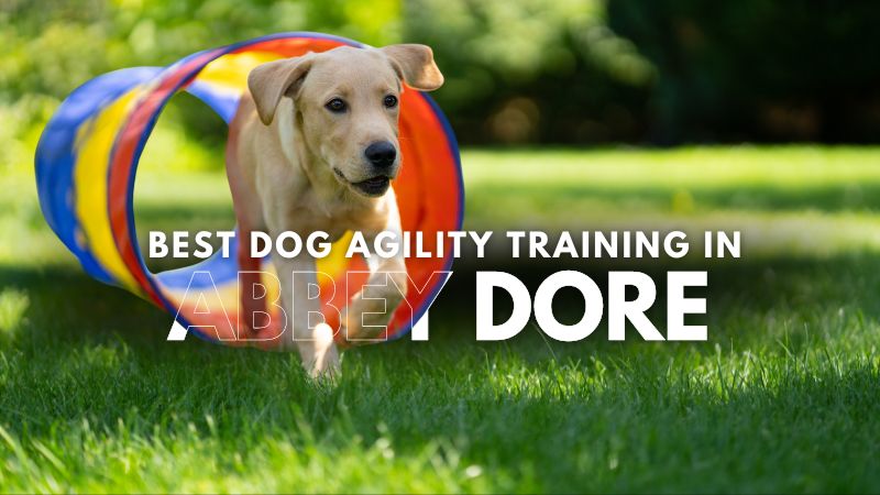 Best Dog Agility Training in Abbey Dore