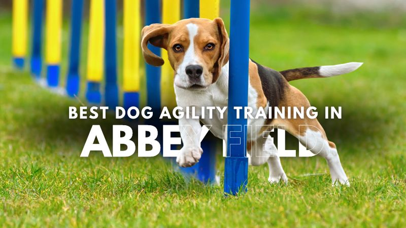 Best Dog Agility Training in Abbey Field
