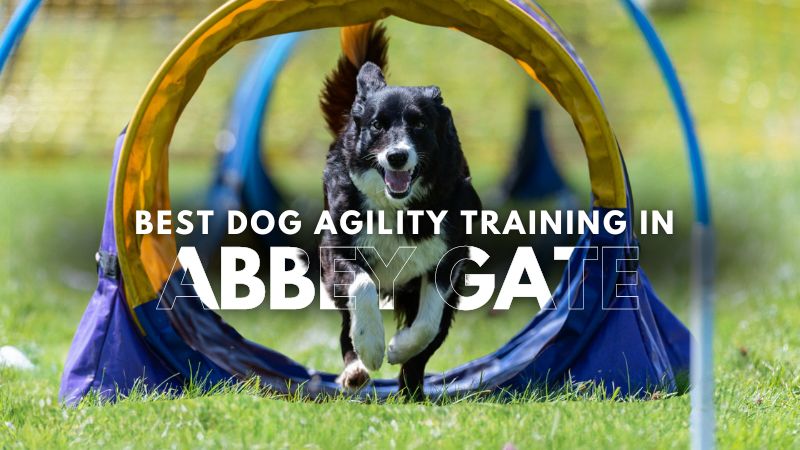 Best Dog Agility Training in Abbey Gate