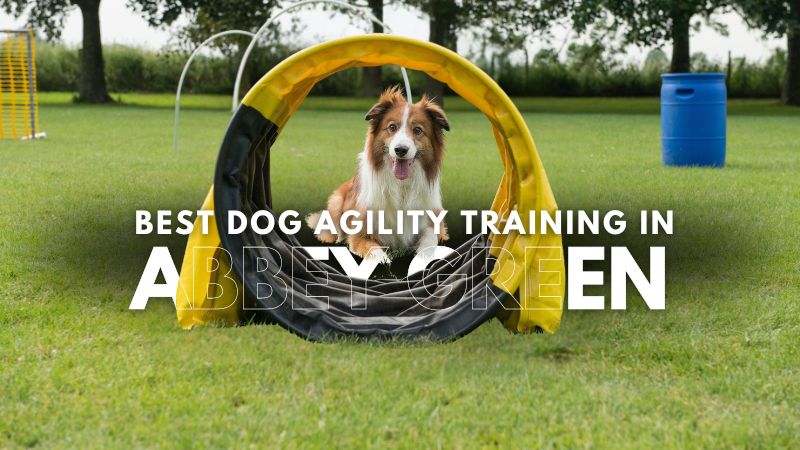 Best Dog Agility Training in Abbey Green