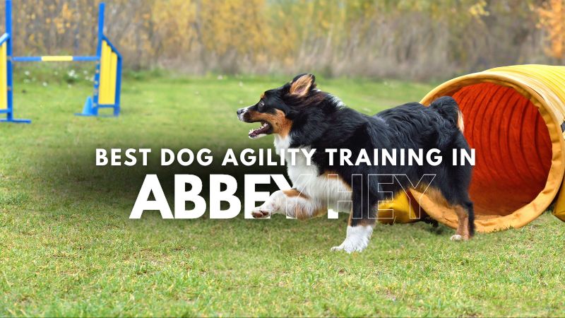 Best Dog Agility Training in Abbey Hey