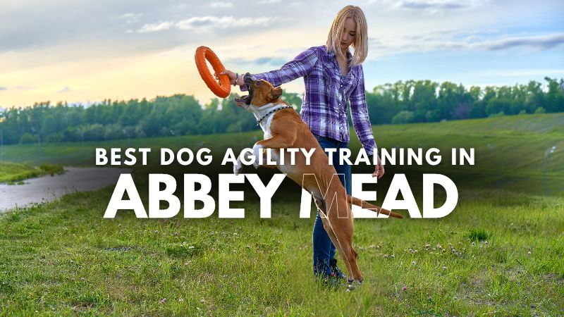 Best Dog Agility Training in Abbey Mead