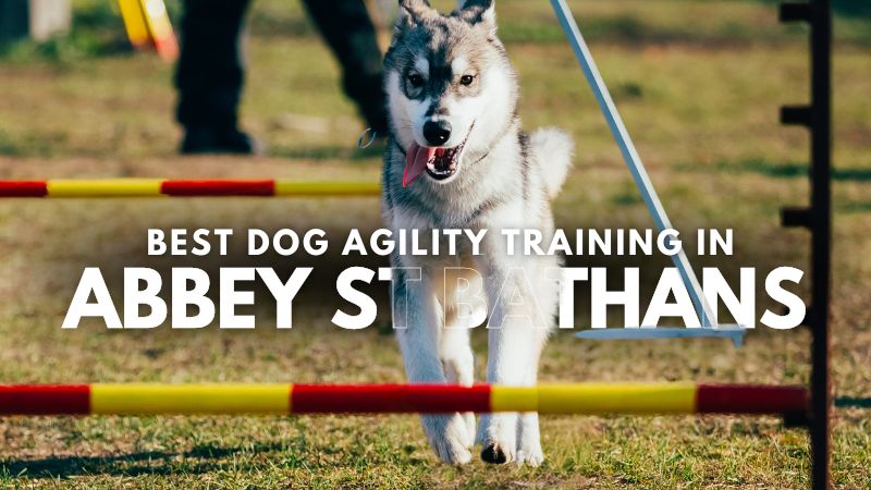 Best Dog Agility Training in Abbey St Bathans