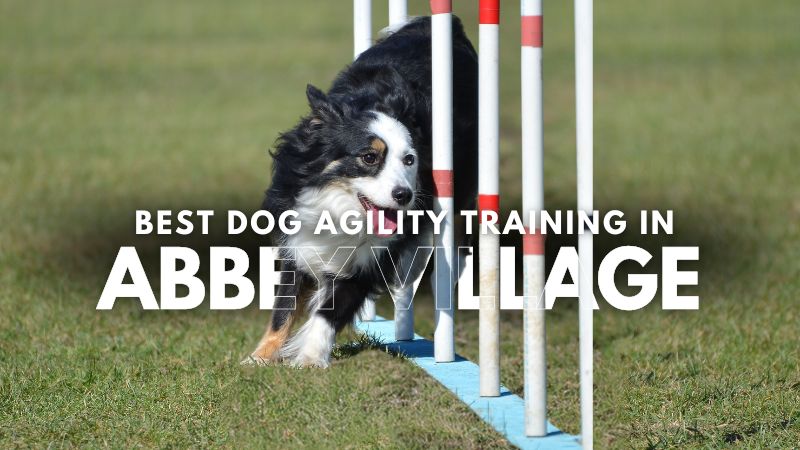 Best Dog Agility Training in Abbey Village