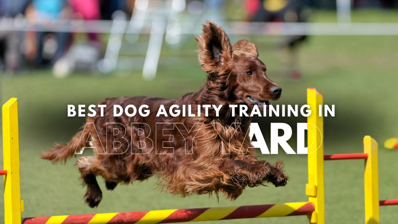 Best Dog Agility Training in Abbey Yard