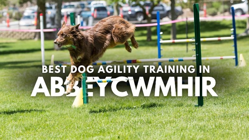 Best Dog Agility Training in Abbeycwmhir
