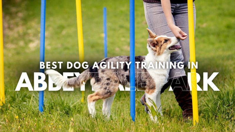Best Dog Agility Training in Abbeydale Park