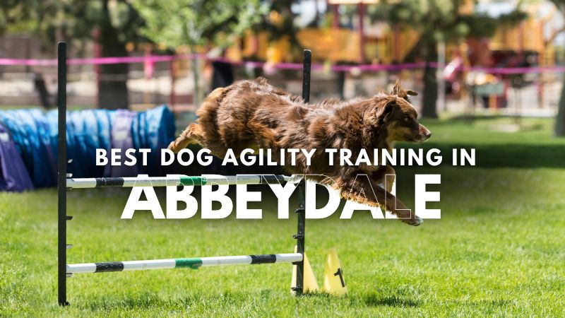 Best Dog Agility Training in Abbeydale