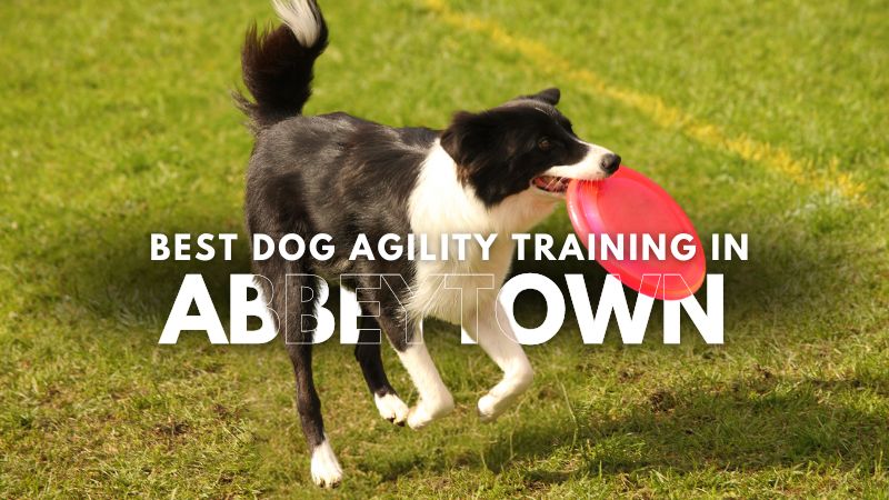 Best Dog Agility Training in Abbeytown