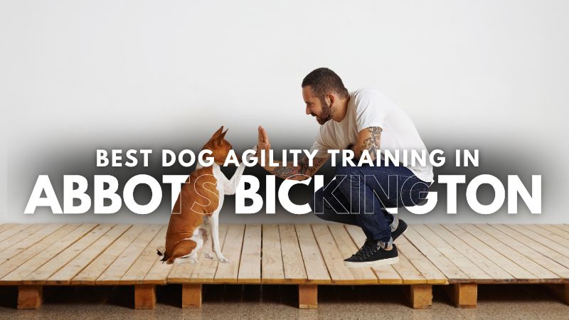Best Dog Agility Training in Abbots Bickington