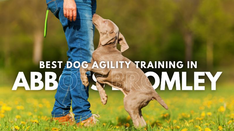 Best Dog Agility Training in Abbots Bromley