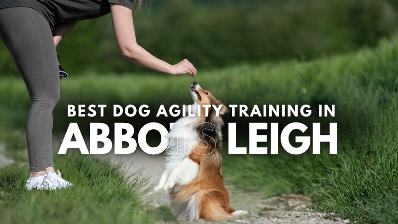 Best Dog Agility Training in Abbots Leigh