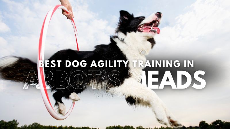 Best Dog Agility Training in Abbot's Meads