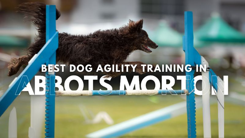 Best Dog Agility Training in Abbots Morton