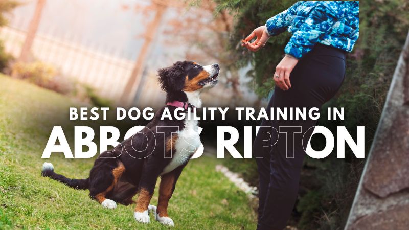 Best Dog Agility Training in Abbots Ripton