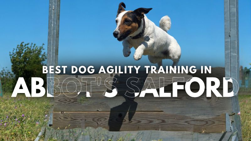 Best Dog Agility Training in Abbot's Salford