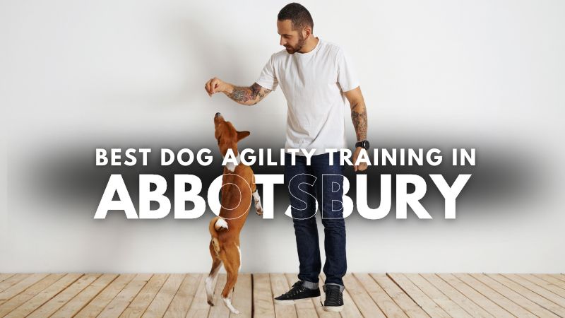Best Dog Agility Training in Abbotsbury