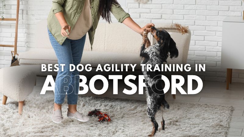 Best Dog Agility Training in Abbotsford