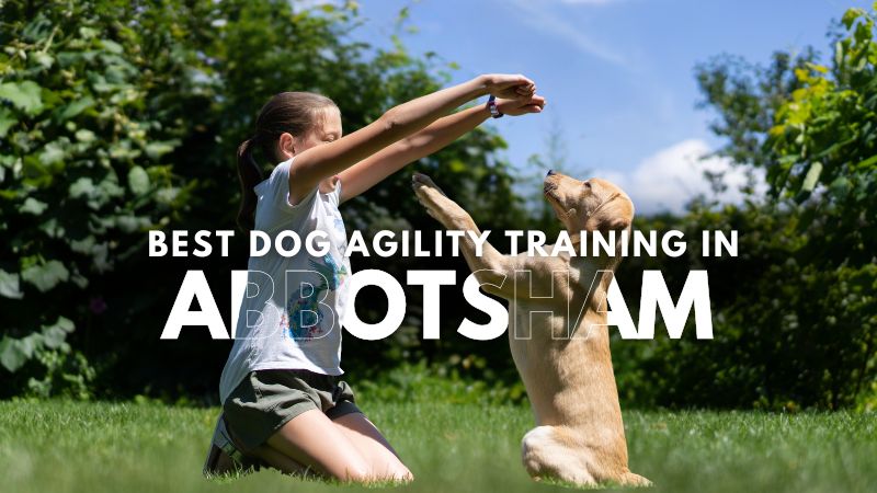 Best Dog Agility Training in Abbotsham