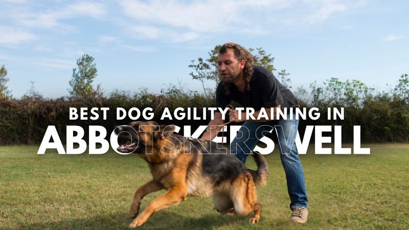 Best Dog Agility Training in Abbotskerswell