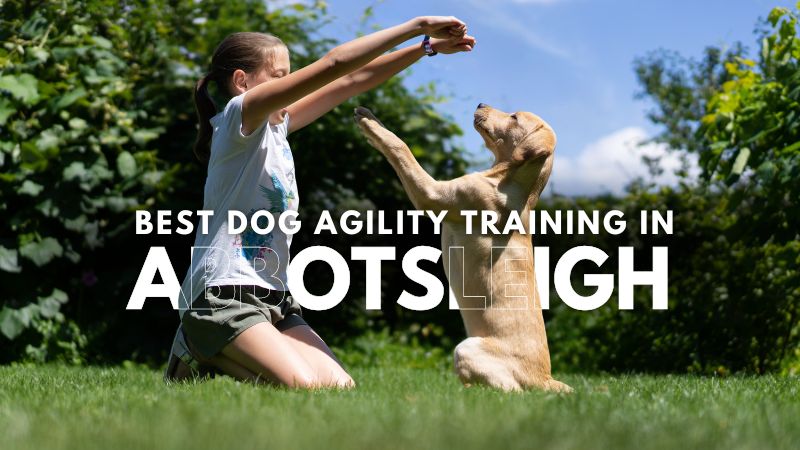 Best Dog Agility Training in Abbotsleigh