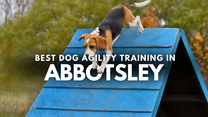 Best Dog Agility Training in Abbotsley