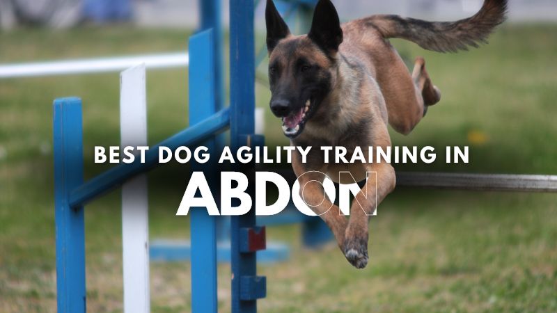 Best Dog Agility Training in Abdon