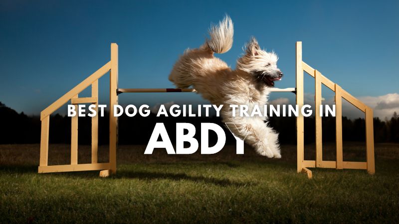 Best Dog Agility Training in Abdy