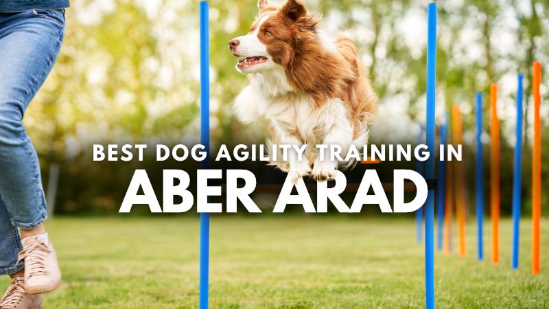 Best Dog Agility Training in Aber Arad
